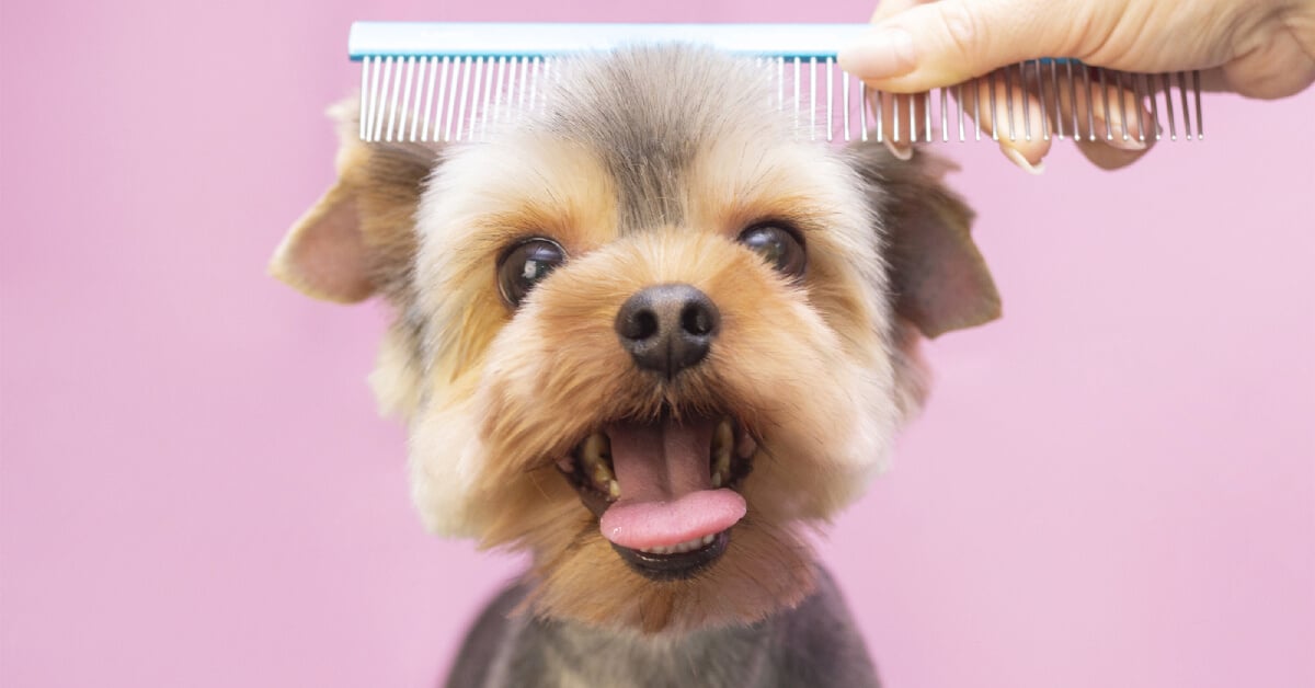 Furry Friends And Furbabies: 3 Best Pet Grooming At Tampines - Near Me  (2022)