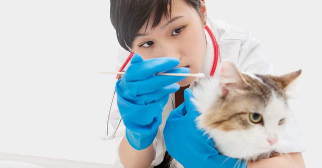 3 Best Vet Clinics In Tampines With Excellent Pet Care ...
