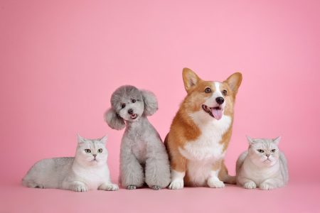 3 Best Ang Mo Kio (AMK) Pet Shop To Visit Best Ang Mo Kio Pet Shop