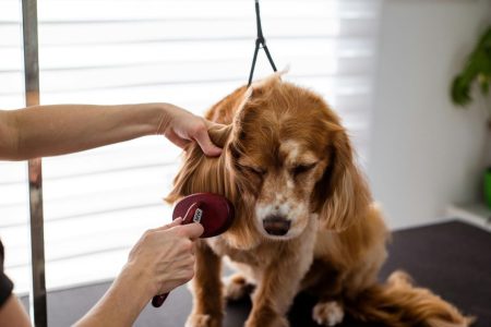 Best Pet Grooming Choa Chu Kang