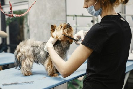 Best Pet Grooming Punggol