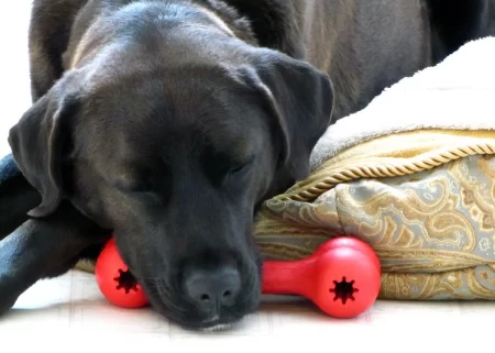 3 Best Woodlands Pet Stores For Furry Friend Supplies Best Pet Store Woodlands
