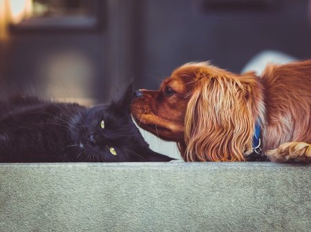 Best Pet Shop Yishun