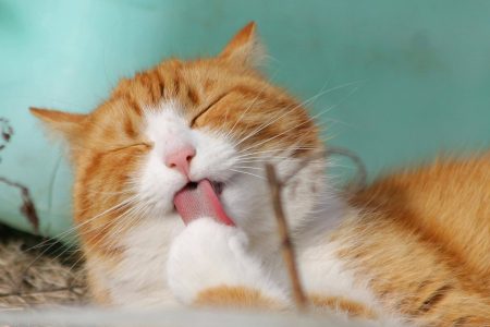 Best Pet Shop Bukit Timah
