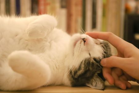 Best Pet Grooming Woodlands