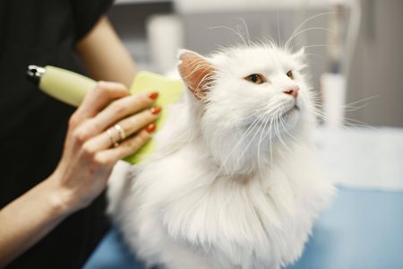 Best Toa Payoh Pet Grooming