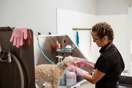 Best Pet Grooming Yishun