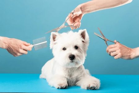 Best Pet Grooming Tampines