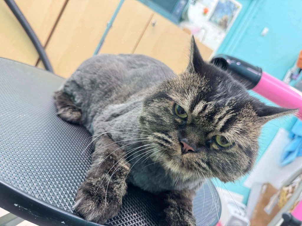 Cutie Paws Cat Grooming Jurong