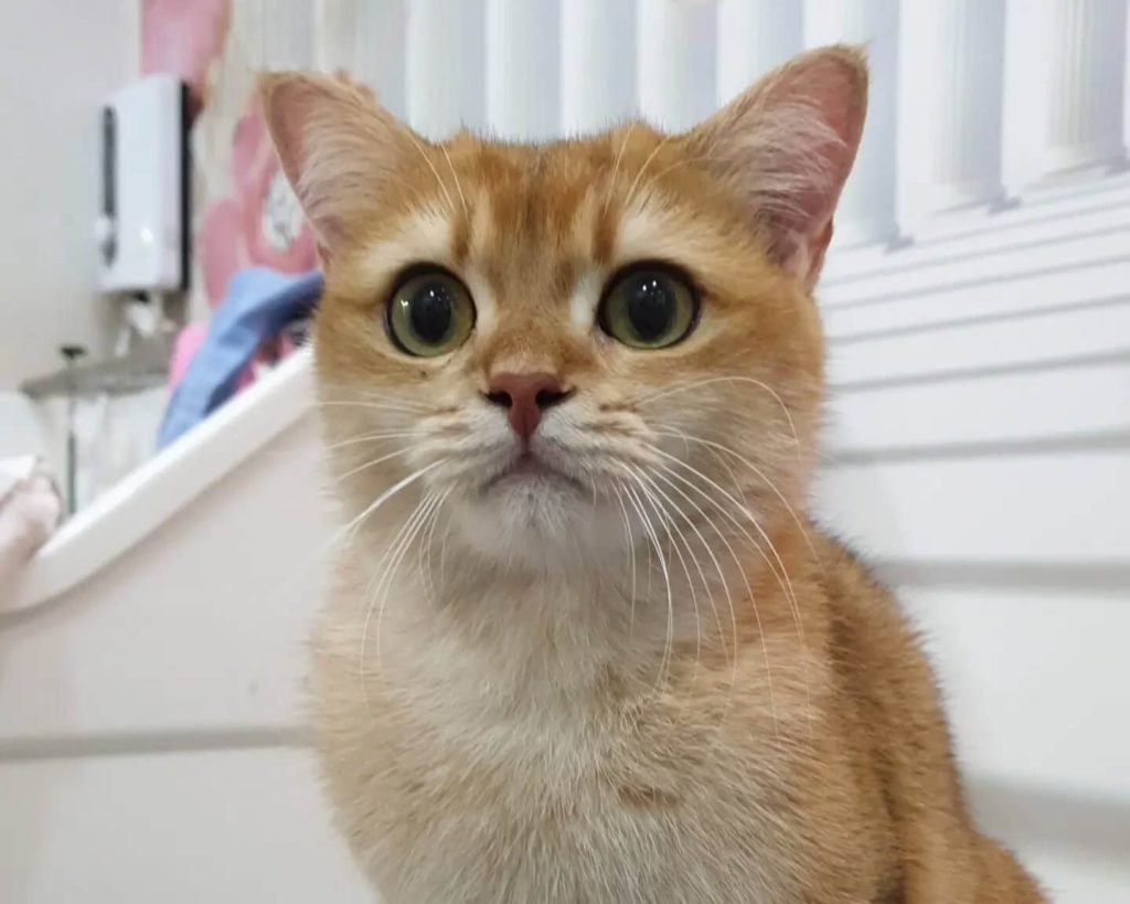 Fluffy Hearts Pet Grooming Jurong