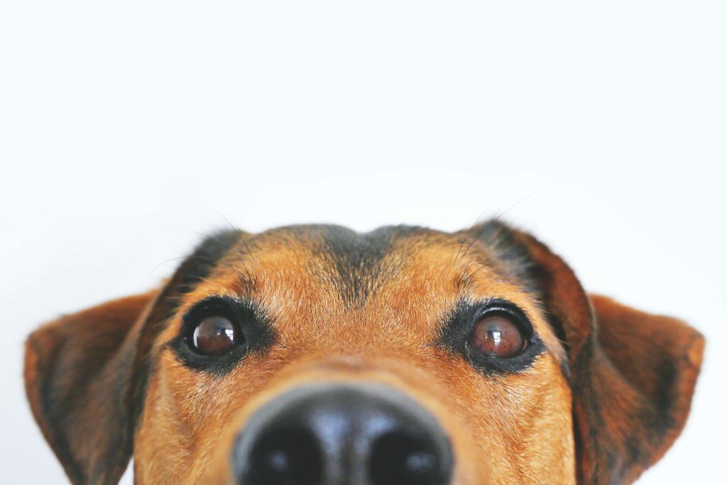 Pet Shopping Made Easy: 5 Best Pet Stores In Serangoon Best Pet Shop Serangoon